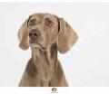 Hundeshooting im Fotostudio – Gratis Fotoaktion mit Hund