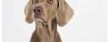 Hundeshooting im Fotostudio – Gratis Fotoaktion mit Hund Hundeshooting im Fotostudio – Gratis Fotoaktion mit Hund