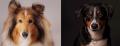 Shooting Hunde kostenlos Praktikantin