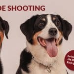 Hundeshooting Hunde fotografieren